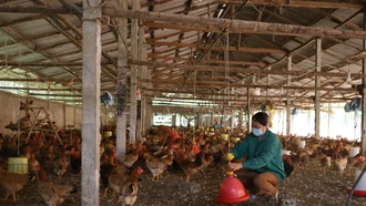 Cần có sản phẩm chủ lực trong nông nghiệp