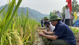 Khảo nghiệm giống lúa lai mới, năng suất cao