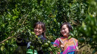 Mường Khương vào mùa thu hoạch quýt 