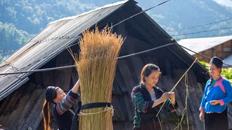 Người Mông Sa Pa vào mùa thu hoạch cây lanh, dệt vải