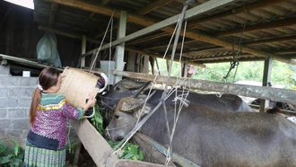 Phát triển chăn nuôi đại gia súc ở Bát Xát