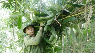 Nông dân Khởi Khe làm giàu từ cây quế