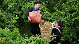 Lại lên Bắc Hà hái mận Tam hoa, xem đua ngựa thồ