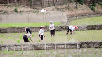 Lào Cai: Nhân giống 3 loại lúa đặc sản bản địa 