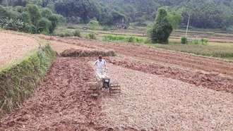 Xây dựng 4 mô hình liên kết sản xuất và tiêu thụ sản phẩm cây vụ đông
