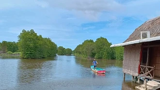 Du lịch sinh thái rừng ngập mặn nơi Đất Mũi