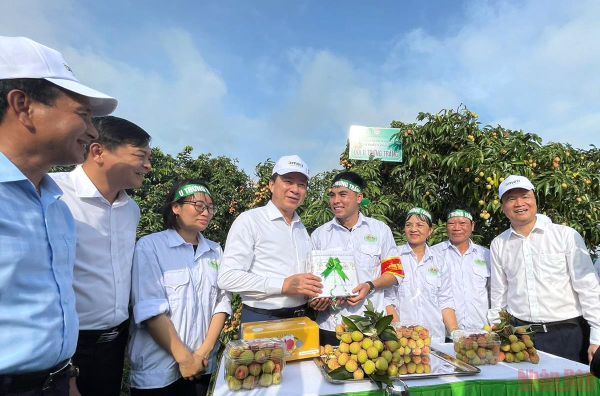 Hải Dương khai hội, mở vườn vải xuất khẩu -0