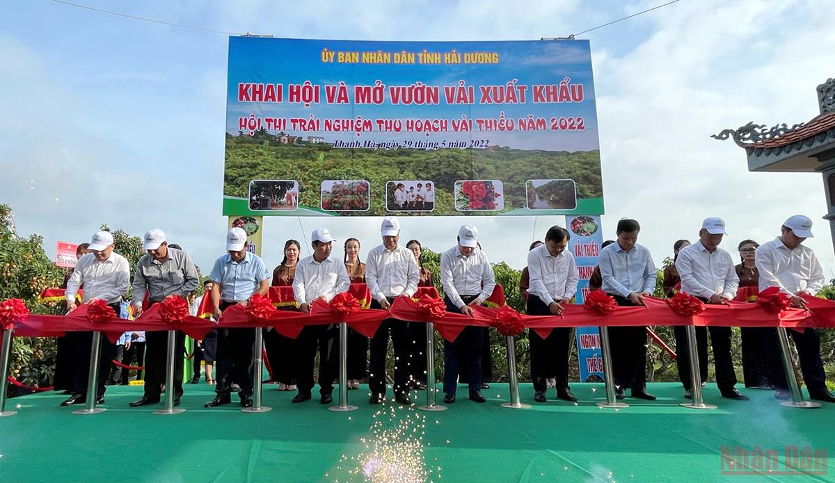 Hải Dương khai hội, mở vườn vải xuất khẩu -0