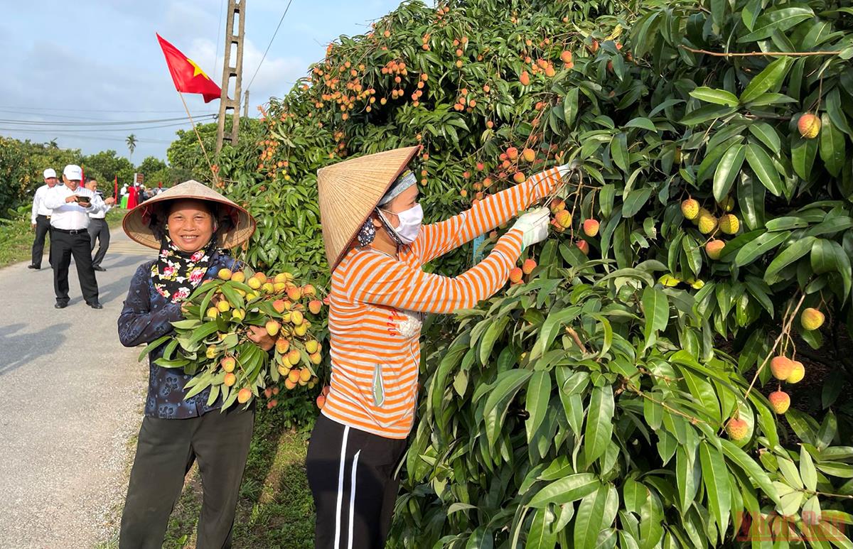 Hải Dương khai hội, mở vườn vải xuất khẩu -0