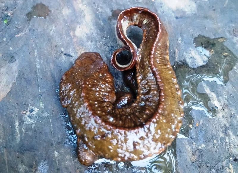 Phát hiện loài cá cóc bụng hoa ở Khu bảo tồn thiên nhiên Hoàng Liên-Văn Bàn -0