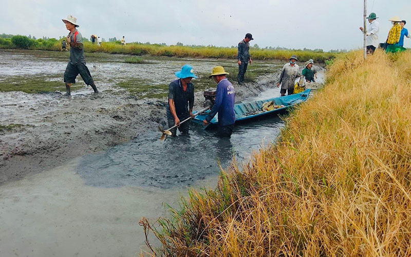 Thu hoạch tôm từ mô hình tôm-lúa tại Bạc Liêu. Hiệu quả từ canh tác lúa hữu cơ -0