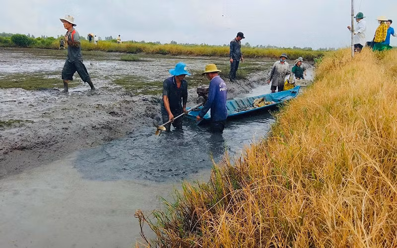 Hiệu quả từ canh tác lúa hữu cơ -0
