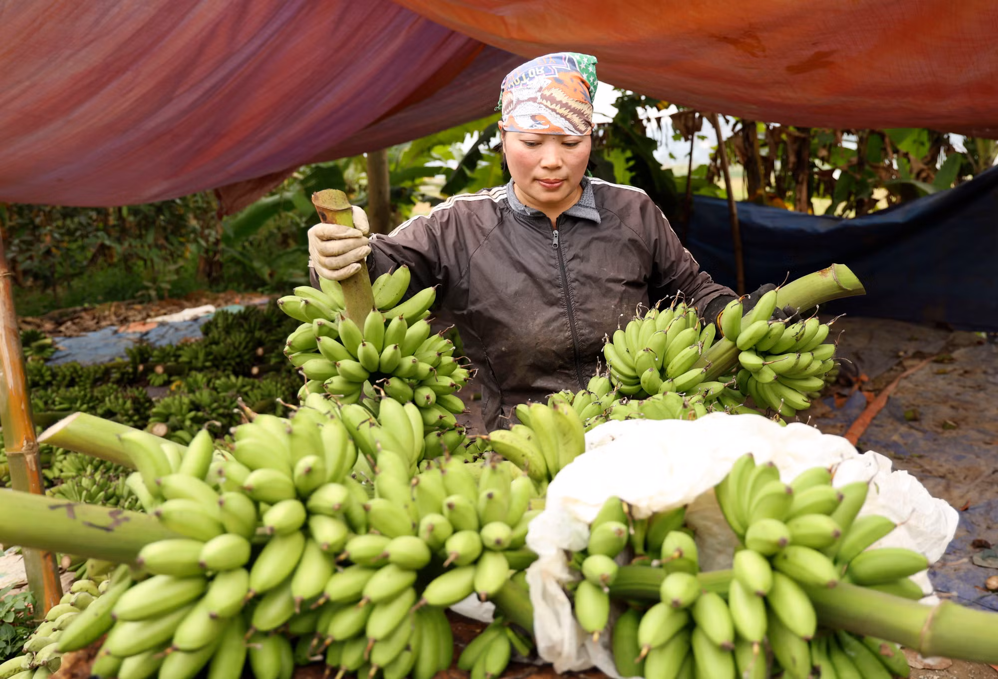 Chuối “cống phẩm” lên ngôi