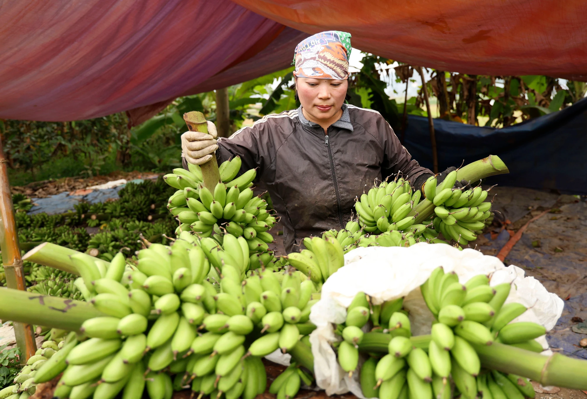 Chuối “cống phẩm” lên ngôi