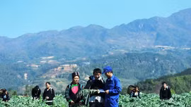 Chủ tịch UBND tỉnh Nguyễn Tuấn Anh làm Trưởng Ban Chỉ đạo phát triển dược liệu tỉnh Lào Cai 