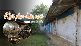 Khôi phục chăn nuôi sau mưa lũ