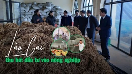 Lào Cai thu hút đầu tư vào nông nghiệp