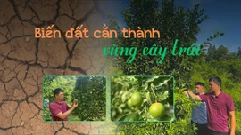 Biến đất cằn thành vùng cây trái