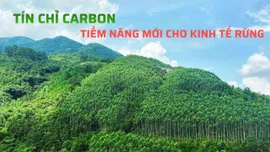 Tín chỉ carbon - Tiềm năng mới cho kinh tế rừng