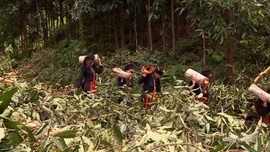 Những phụ nữ Dao cùng nhau thu hoạch vỏ quế tươi.