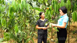 Tạo sinh kế bền vững giúp phụ nữ giảm nghèo