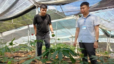 Mù Cang Chải: Tỷ lệ hộ nghèo còn trên 16%