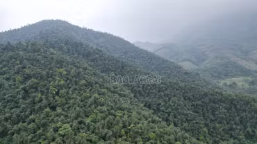 Hơn một thập kỷ giữ rừng, làm giàu từ rừng cùng Chương trình FFF