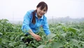 Niềm vui trên cánh đồng ớt xanh xuất khẩu