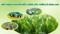 Đẩy mạnh chuyển đổi giống cây trồng ở vùng cao