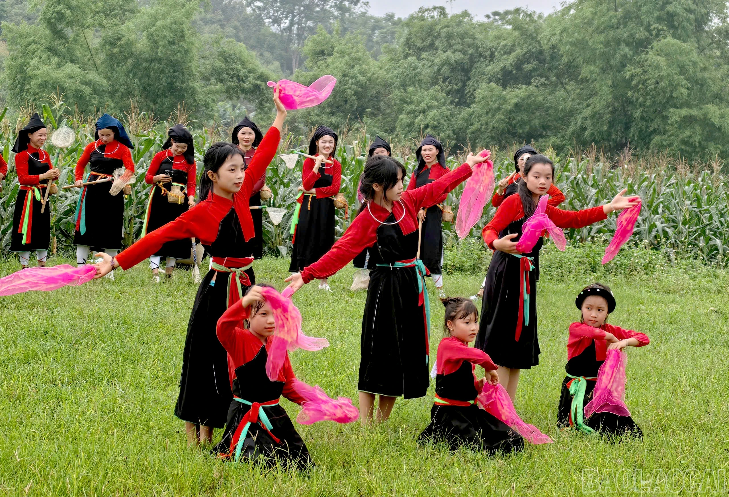 baolaocai-br_z6825393780798-654108645dc011369350fa6824343861.jpg