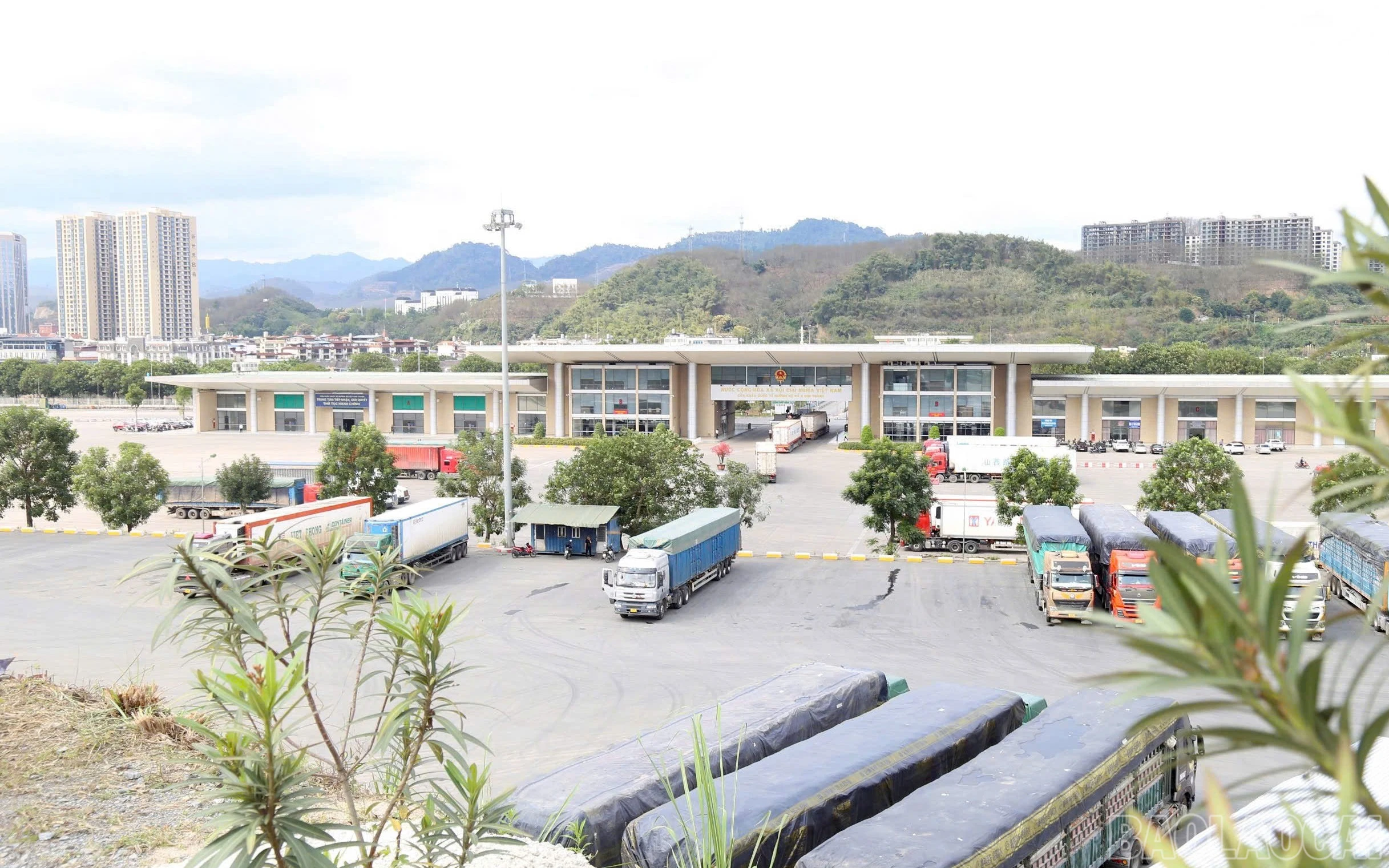 baolaocai-br_12.jpg