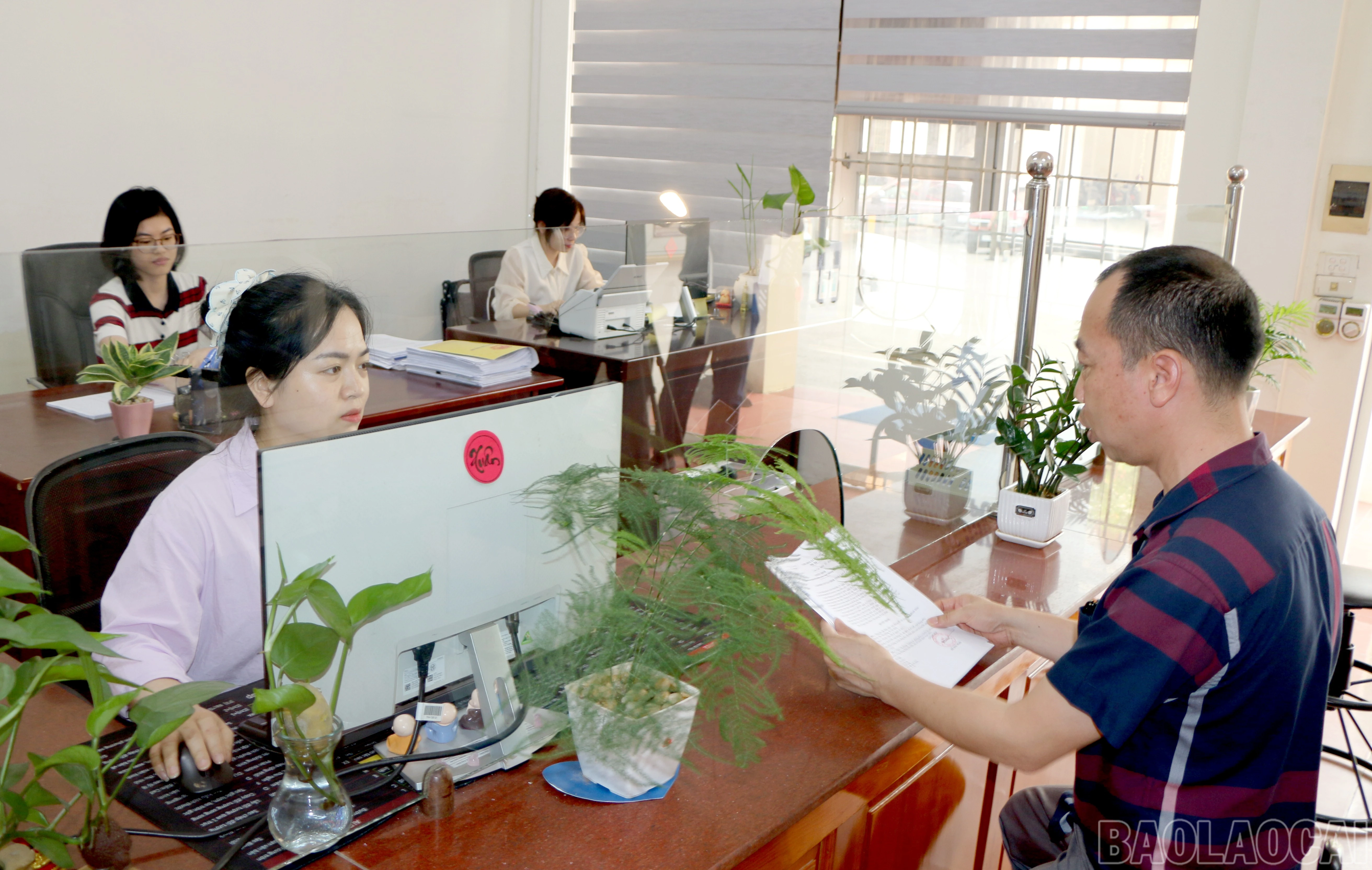 baolaocai-br_img-2750.jpg
