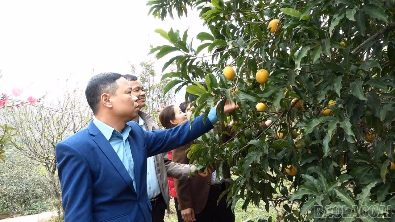 baolaocai-br_z7587019861957-37f28a10c472b1e893374057c73b57ca.jpg