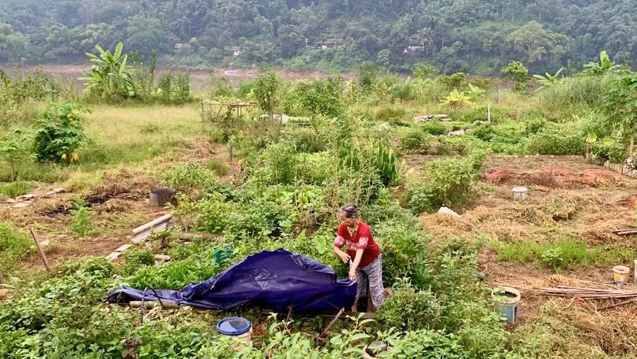 Khi mặt trời còn chưa lên cao, người dân đã có mặt trên bãi bồi. Nhịp sống của nhà nông nơi đây bắt đầu từ rất sớm, theo mùa vụ và cũng theo từng biến động của dòng nước.