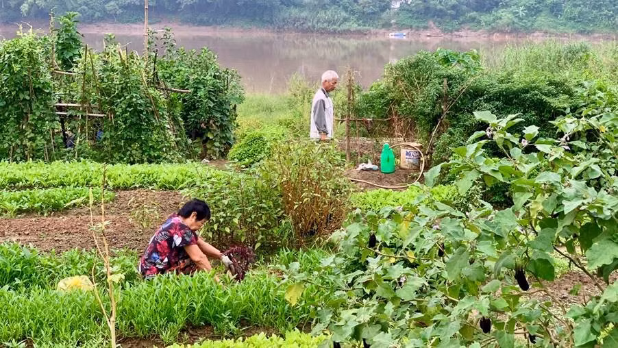 Mùa thu hoạch trên bãi bồi thường mang một nhịp điệu khẩn trương. Người nông dân không chỉ chạy đua với thời gian để đưa nông sản ra thị trường mà đôi khi còn phải chạy đua với những đợt nước lên bất ngờ.