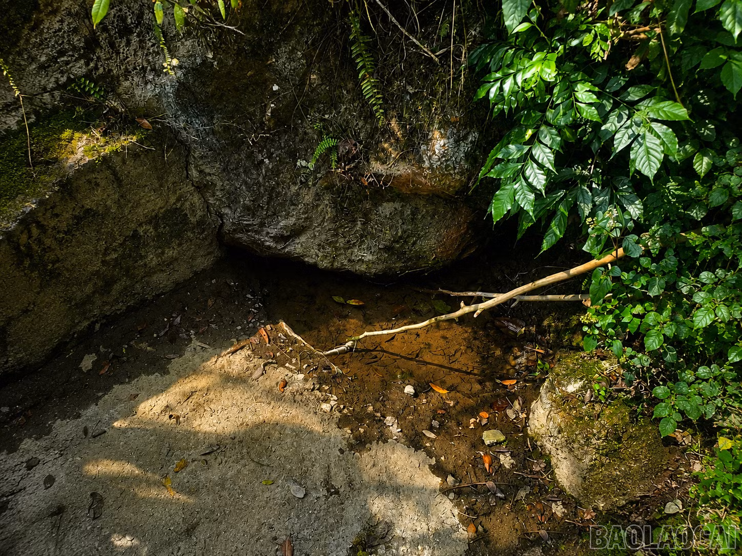 baolaocai-br_90c73ce0-5601-4057-a641-2230fae8456b.png
