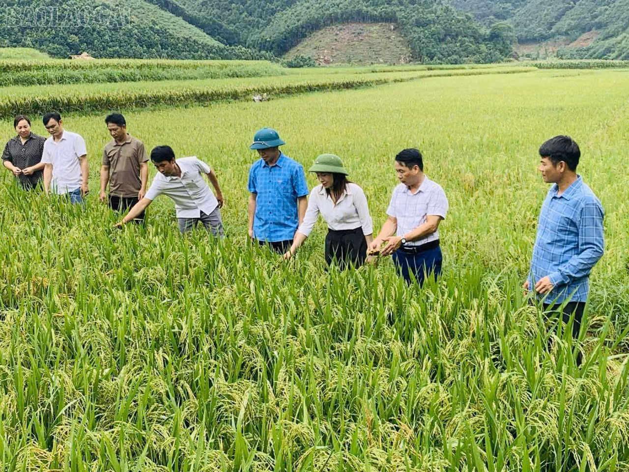 baolaocai-tl_canh-dong-lua-cua-nguoi-dan-mo-vang.jpg