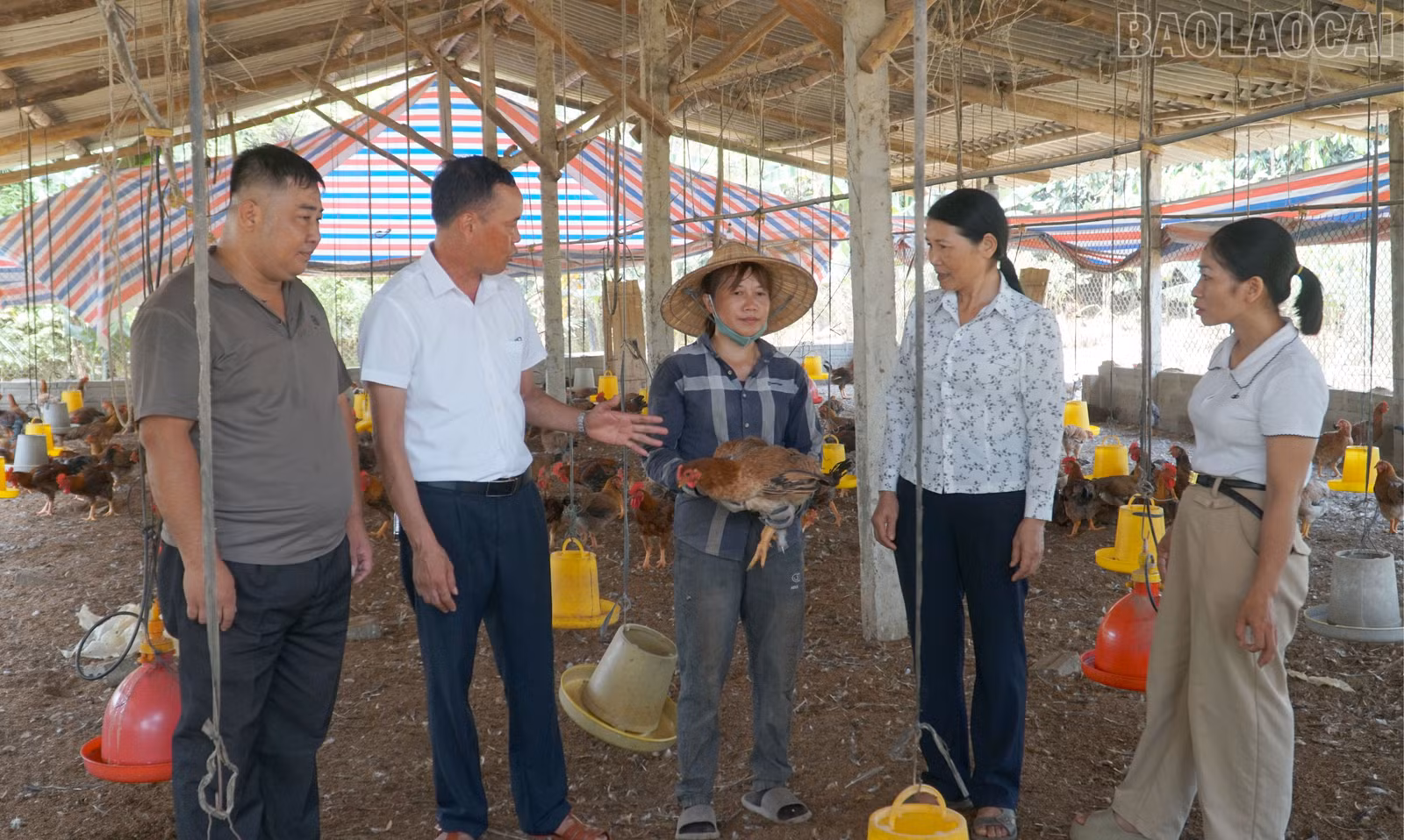 baolaocai-tr_19-3138.jpg