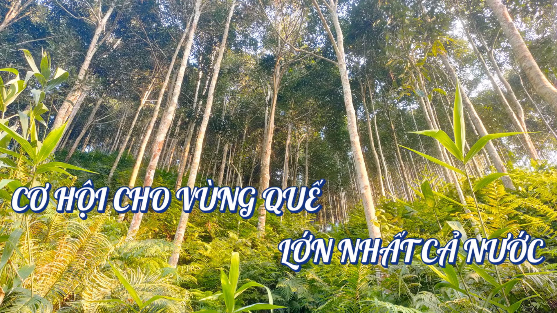 Cơ hội cho vùng quế lớn nhất cả nước