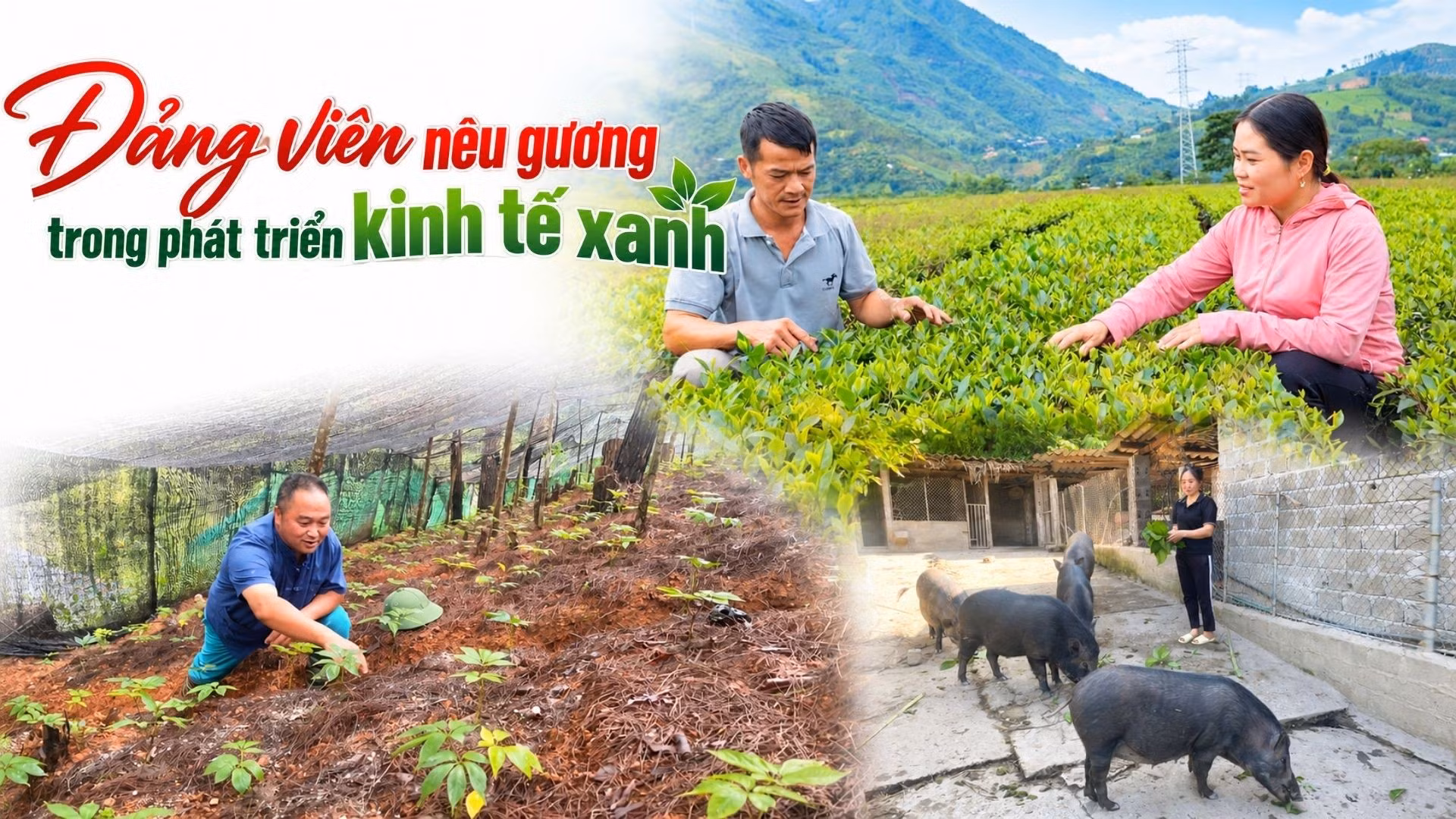 Đảng viên nêu gương trong phát triển kinh tế xanh