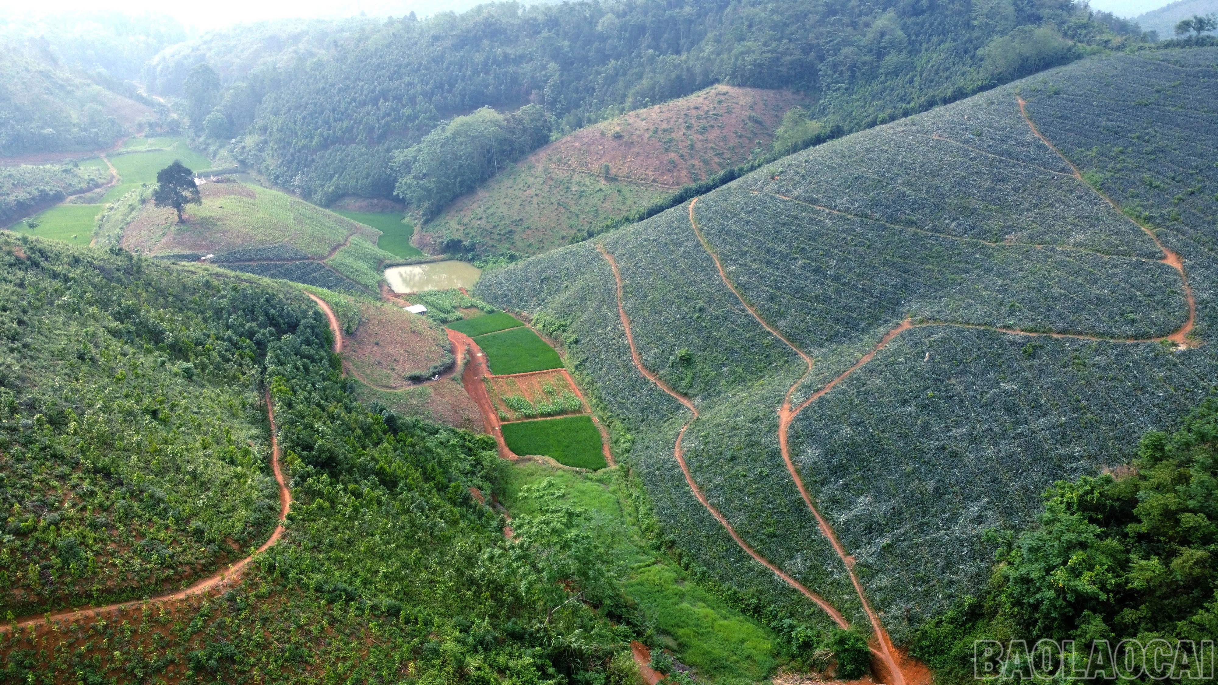 baolaocai-br_img-20260429-220119.jpg