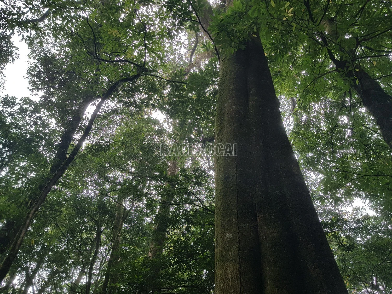 baolaocai-c_rung-nguyen-sinh-1.jpg