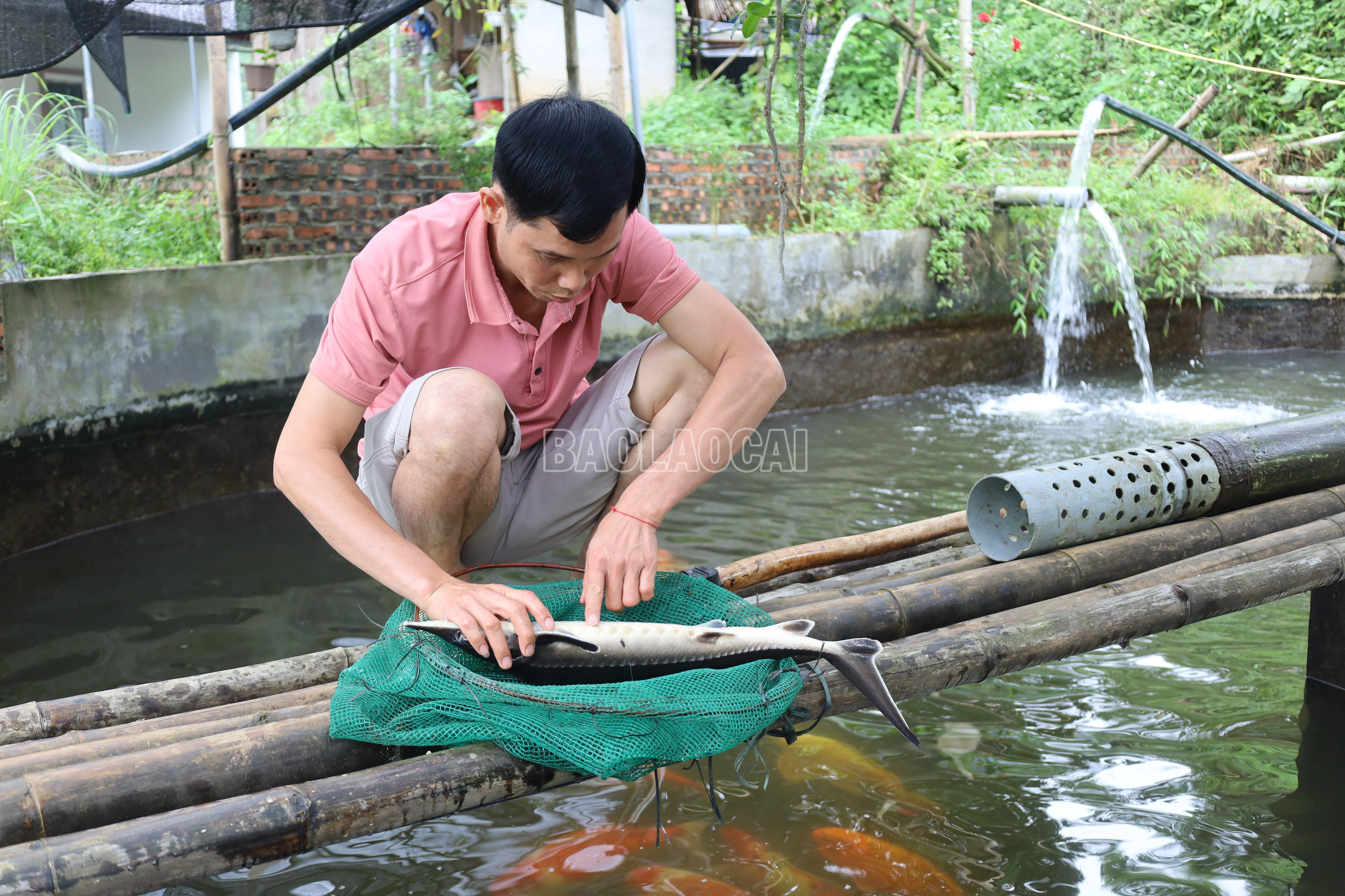 baolaocai-c_anh-hoang-van-xo-thon-tri-trong-kiem-tra-ca-truoc-khi-xuat-ban.jpg