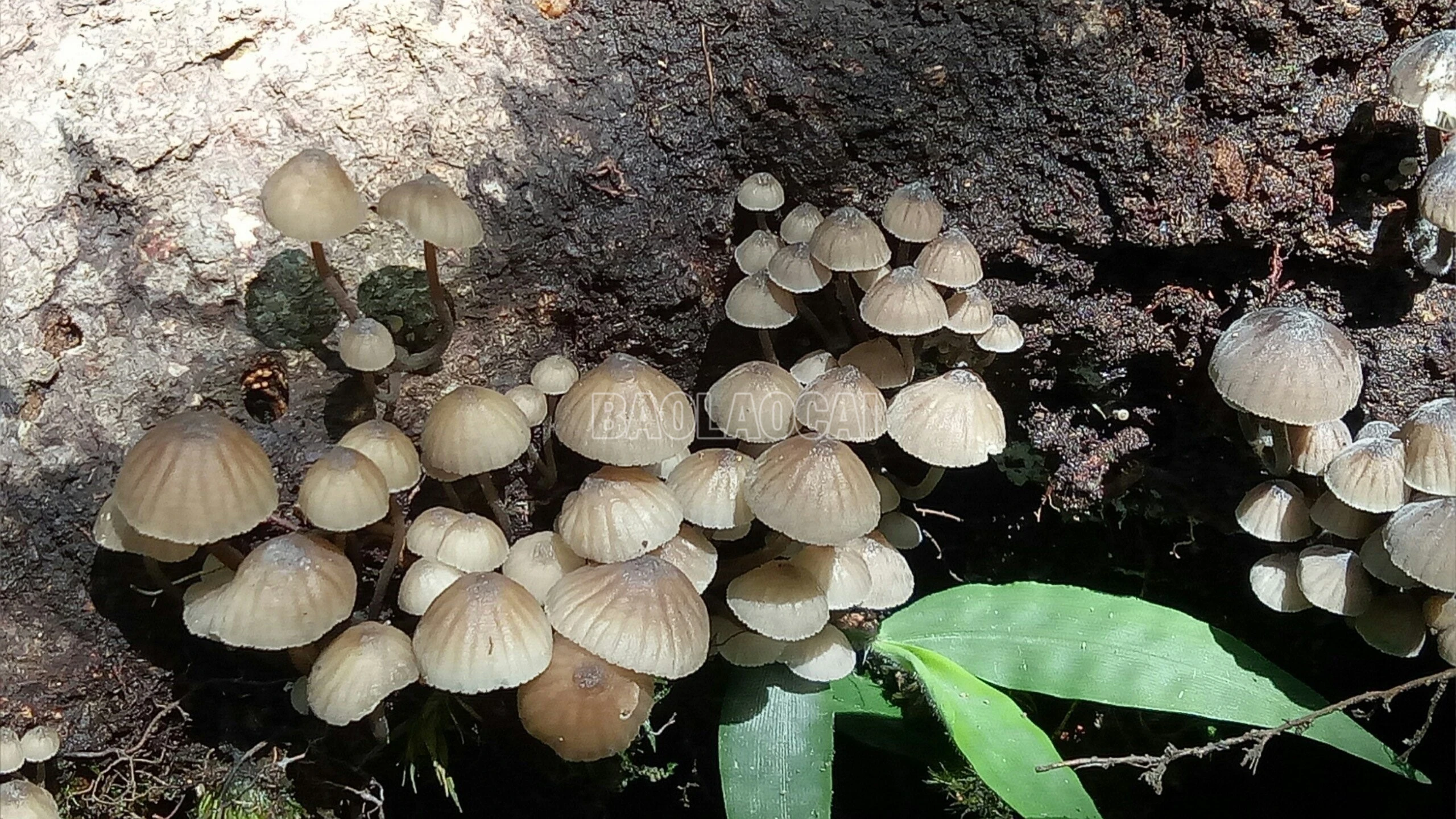 baolaocai-c_he-nam-phat-hien-tai-khu-bttn-bat-xat.jpg