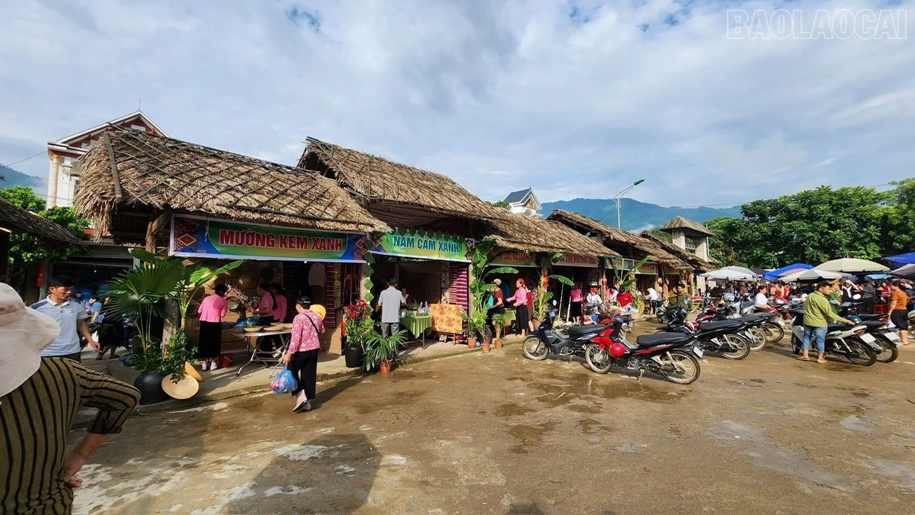 baolaocai-tr_20.jpg