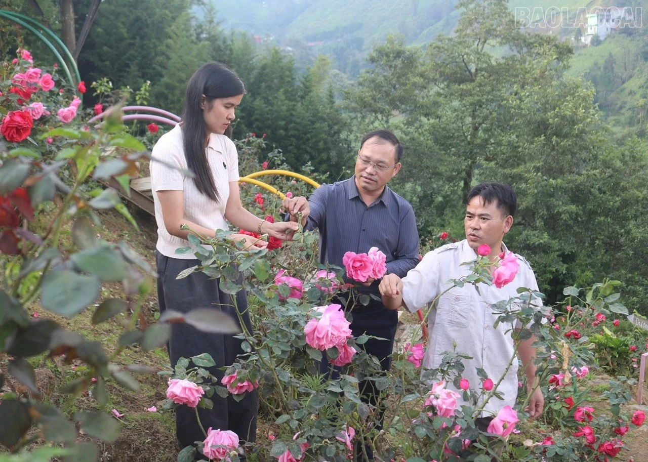 baolaocai-tr_8-6096.jpg