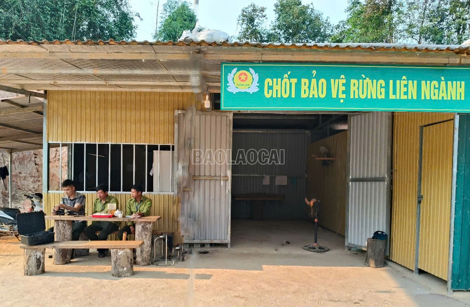 baolaocai-c_1.jpg