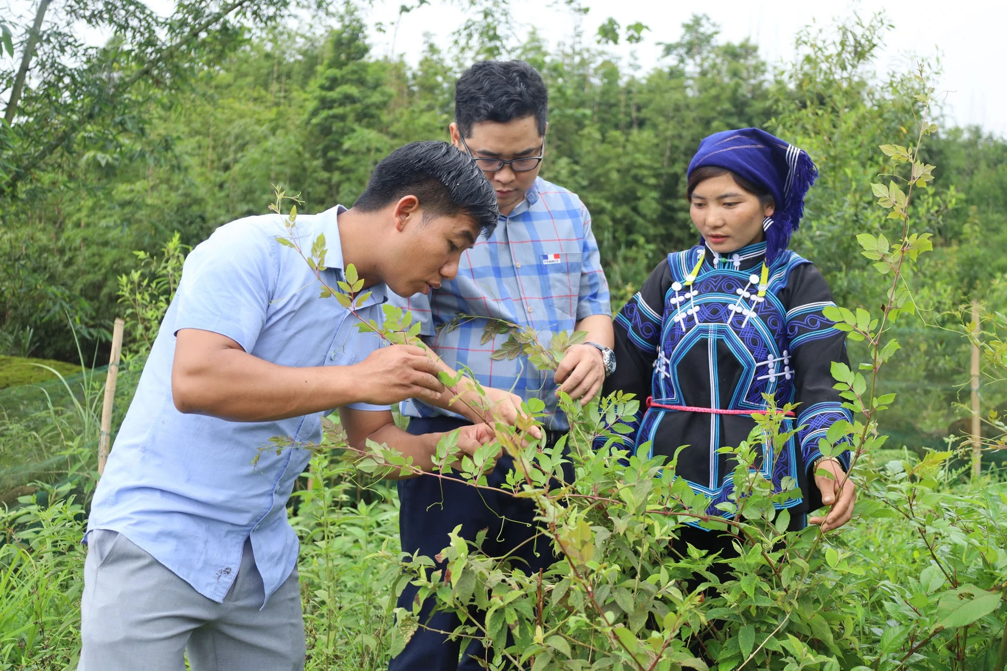 baolaocai-tr_can-bo-phong-nong-nghiep-va-moi-truong-huyen-huong-dan-nguoi-dan-cham-soc-che-day.jpg