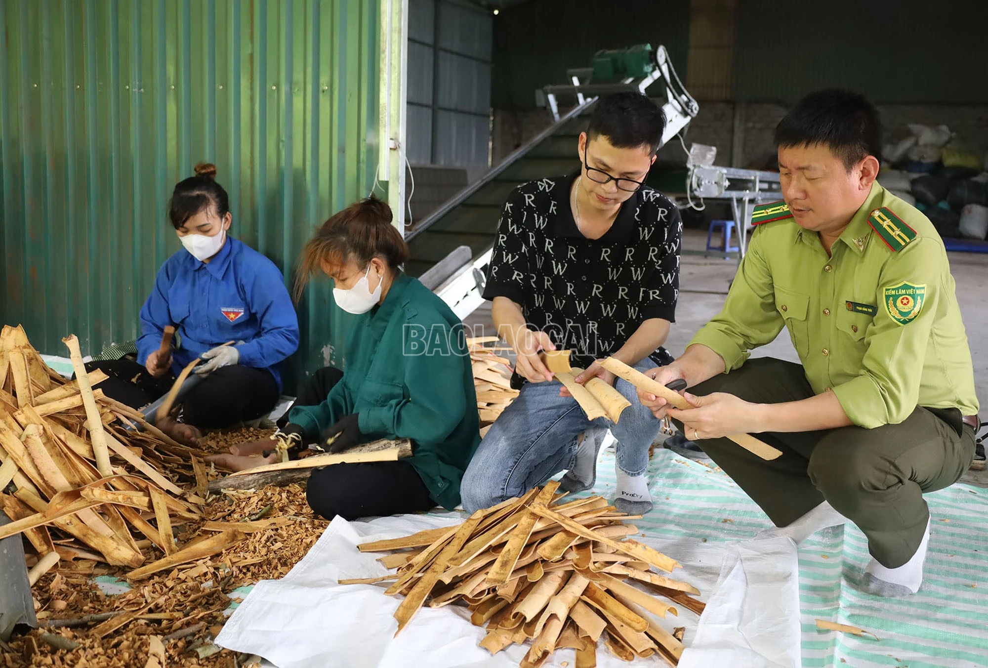 baolaocai-c_img-9695.jpg