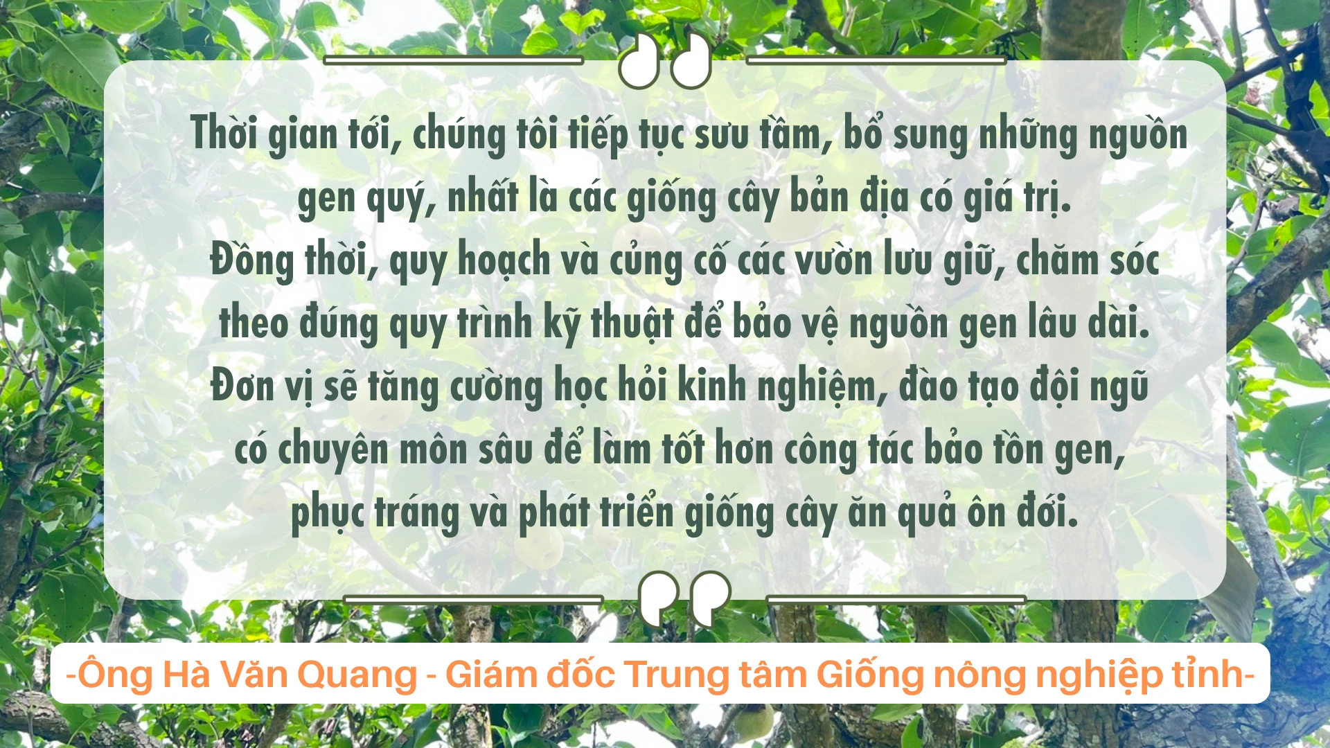 cay-an-qua.png